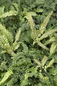 Image result for Adiantum hispidulum