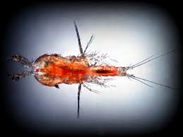 Последние твиты от reef nutrition (@reefnutrition). Tigger Pods Tigriopus Californicus Addressing The Cold Water Myth Reef2reef Saltwater And Reef Aquarium Forum