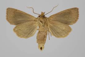 Image result for Globia algae