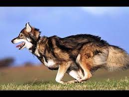 Siberian Husky German Shepherd Alaskan Malamute Mix Youtube