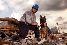 「Search and rescue dog」の画像検索結果