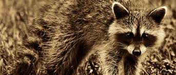 Raccoon Lifespan Wild Vs Pet Raccoons Get Raccoons Out