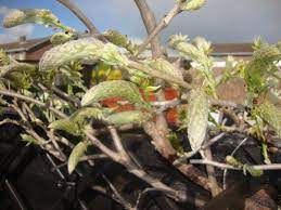 Are These Wisteria Flower Buds Or Am I Going To Be Disappointed Again This Grows On You
