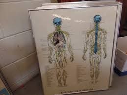 Framed Informational Wall Charts Abi 376 Chiropractor And