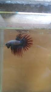 Jenis cupang serit juga memiliki banyak varian, mulai dari serit tunggal, yang hanya memiliki satu tulang sirip pasa setiap serit. Cara Agar Sirip Cupang Serit Menjadi Tebal Dan Kuat Binatang Peliharaan