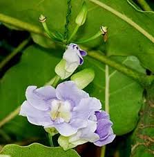 Image result for Thunbergia annua