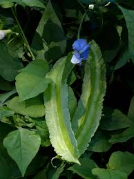 Image result for Psophocarpus