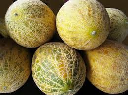 A freshly ripened cantaloupe straight from your own garden is one of the summer's greatest pleasures. Growing Cantaloupe