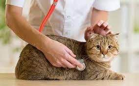 Panting, abdominal effort when breathing, wheezing, coughing, and inability to exercise are also signs of lung tumours in cats. Telltale Signs That Your Cat Has Cancer Hudson Veterinary Hospital