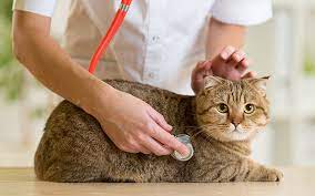 Cancer in cats can be incredibly difficult to detect as they can easily hide their pain. Telltale Signs That Your Cat Has Cancer Hudson Veterinary Hospital