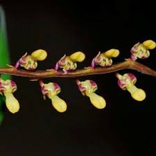 Image result for Bulbophyllum falcatum
