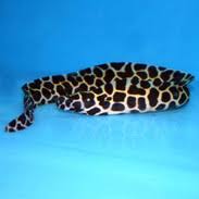 Honeycomb Moray Eel Gymnothorax Favagineus Medium Large