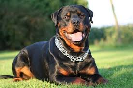 Image result for Rotala gossweileri