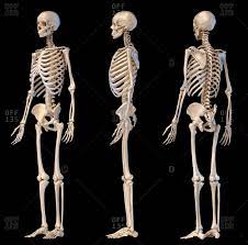 Jun 27, 2021 · the reign of starscream #1 after years of questing, in 2003, bumblebee traced the allspark to earth's solar system, first touching down on mars, where his image was captured by the hubble space telescope and passed to human organization sector seven. Rib Skeleton Stock Photos Offset