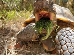The species is native to the mojave and sonoran deserts of the southwestern united states and. Oakland Zoo