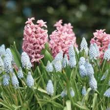 Image result for Criscianthus