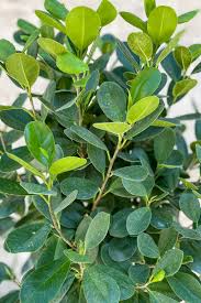 Image result for Grewia microcarpa