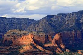 Image result for Schinziella