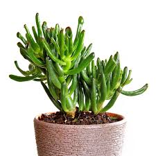 Image result for Crassula hobbit