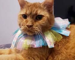 Spring Ribbon Cat Collar