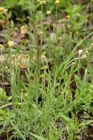 Image result for Pseudognaphalium luteo-album