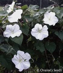 Image result for Ipomoea turbinata