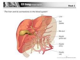 Liver diagram histology of liver by ammara. Liver Histology Ppt Download