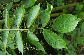 ヤマウルシ Toxicodendron Trichocarpum ウルシ科 Anacardiaceae ウルシ属 三河の植物観察