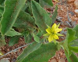 Image result for Afroqueta