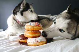 Ultimate Guide To What Siberian Huskies Can And Can T Eat