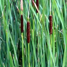 Image result for Typha capensis
