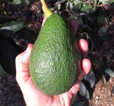 Avocado tree super hass variety grafted is now in your shopping cart. Yamagata Avocado