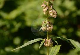 Image result for Cannabaceae