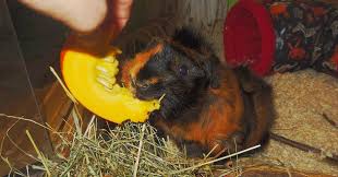 Durfen Meerschweinchen Kurbis Fressen Meerschwein Sein