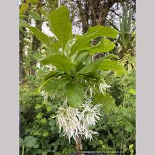 Image result for Chionanthus foveolatus