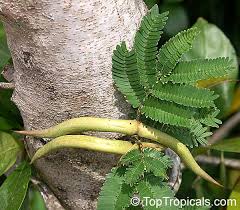 Image result for Acacia borleae