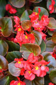 Nothing Has A Bigger Impact In The Landscape Than Annual Color There S Something About The Bright Vibrant Pink Yellow Red And O Plants Indoor Plants Begonia