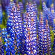 Lupine Seed Lupinus Perennis Wild Blue Lupine Wild Flower Seeds