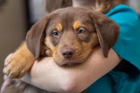 Offering veterinary services in ontario, california since 2001 a r animal hospital cares for small pets throughout surrounding areas. Parkside Animal Hospital Home Facebook