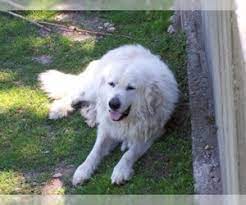 Check spelling or type a new query. Puppyfinder Com Great Pyrenees Puppies Puppies For Sale Near Me In Tennessee Usa Page 1 Displays 10