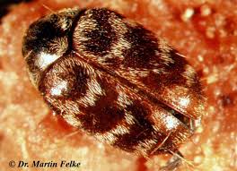 Pelzkäfer und teppichkäfer gehören systematisch zu den speckkäfern (dermestidae). Australischer Teppichkafer Mf Schadlingsbekampfung