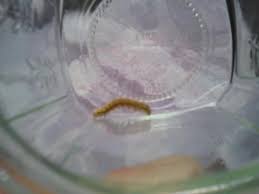 Raupen In Der Wohnung Haus Raupe