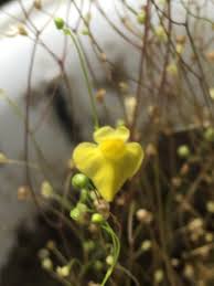 Image result for Utricularia subulata