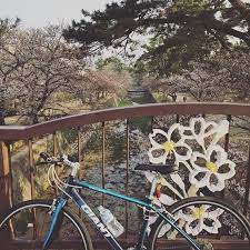 まだまだ2分咲きぐらいのさくら夙川ここから六甲山を目指して登ります cycling サイクリング クロスバイク giant escape r3 チャリで来た クロス サイクリング さくら