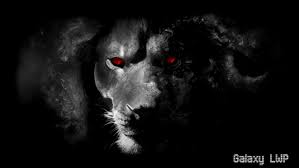 Here you can find the best and most magnificent catalog of black iphone wallpapers which you can easily download & use as a background for your apple iphone. Black Lion Wallpapers On Wallpaperdog