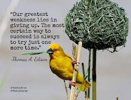  Kent Gustavson Phd On Twitter Bird Pet Birds Weaver Bird Nest