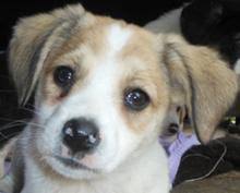 Jetzt sucht sky nach einem neuen liebevollen zuhause, in dem er seinen traurigen start ins leben hoffentlich schnell vergessen kann. Frodo Lustiger Welpe Sucht Zuhause Tiermarkt Net