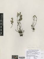 Image result for Micromeria imbricata