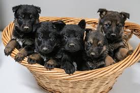 Available pomeranian puppies for sale. Fierce K9 Personal Protection Dog Sales Training