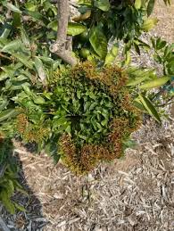 Image result for Sphaeropsis tumefaciens oleander symptoms